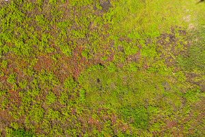 groendak_sedum_dak_korff_dakwerken