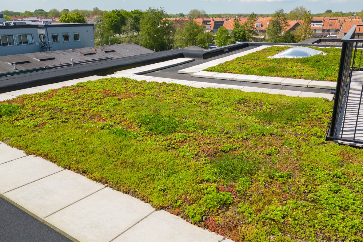 Groendak subsidie: een slimme investering in duurzaamheid afbeelding