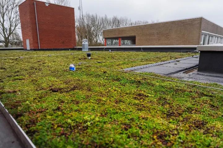 Wanneer een groendak aanleggen? afbeelding