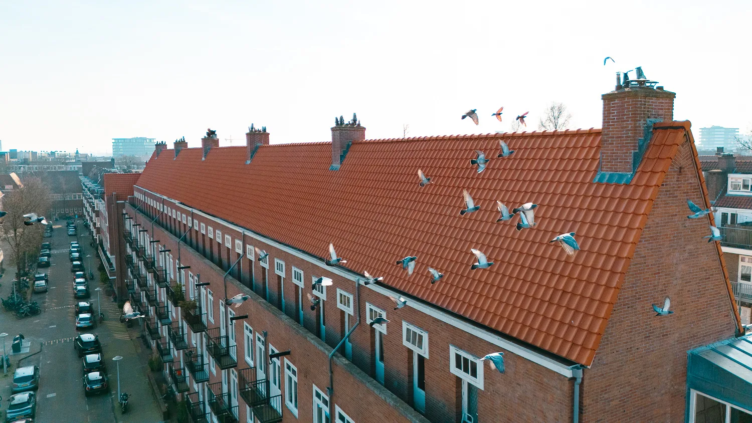 Lang pannendak met dakkapellen en meeuwen aan het Legmeerplein