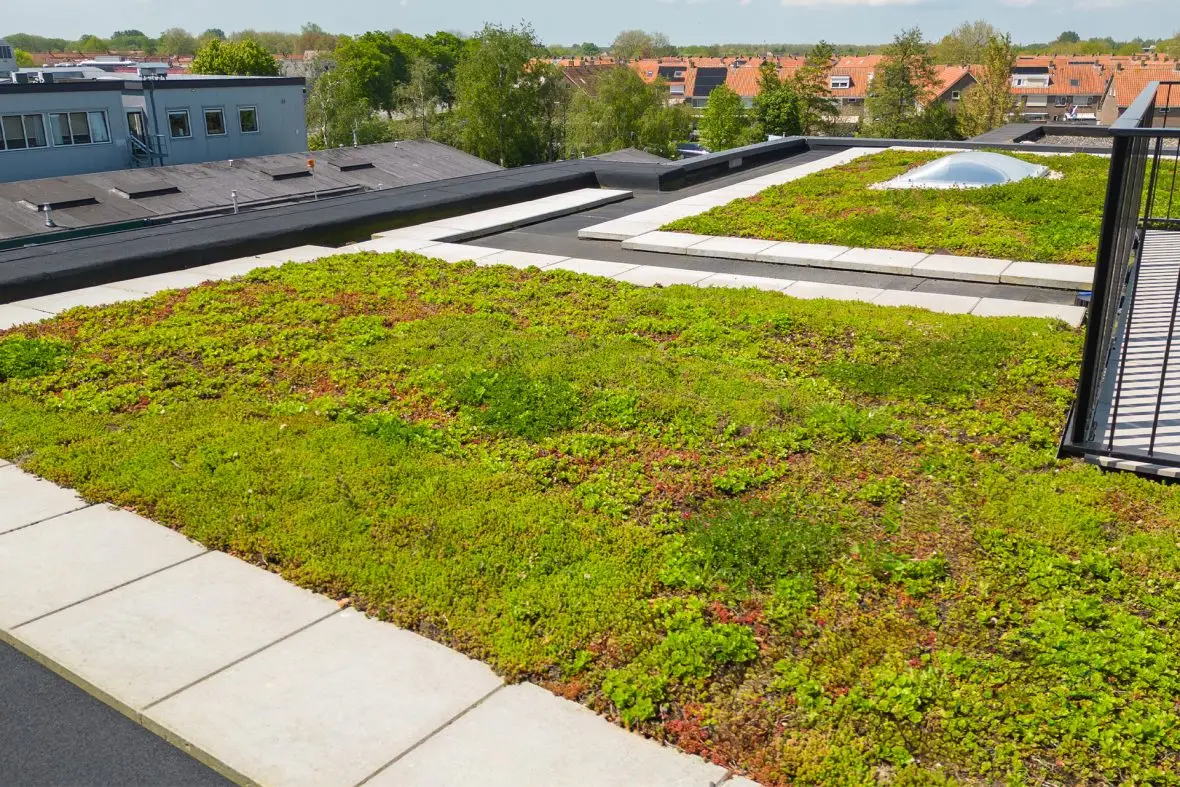 Groendak subsidie: een slimme investering in duurzaamheid afbeelding
